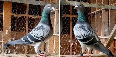 How to Select and Breed Champion Racing Pigeons?