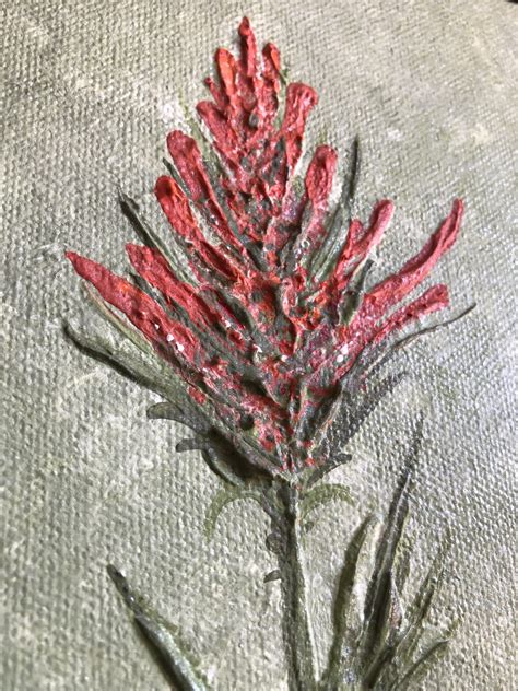 Giant Red Paintbrush, Castilleja miniata – Anthony York Art