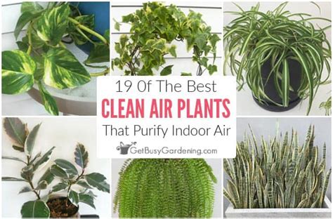 19 Indoor Plants That Clean The Air In Your House - Get Busy Gardening