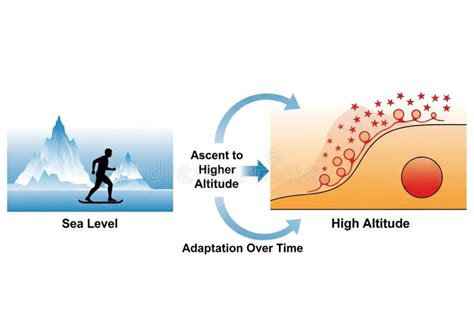 human adaptation stock illustrations  human adaptation stock