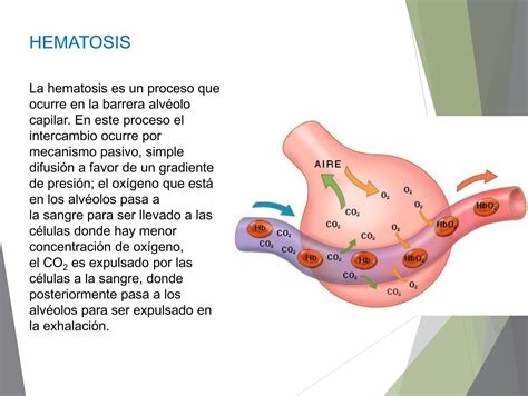 Hematosis La Hematosis Es