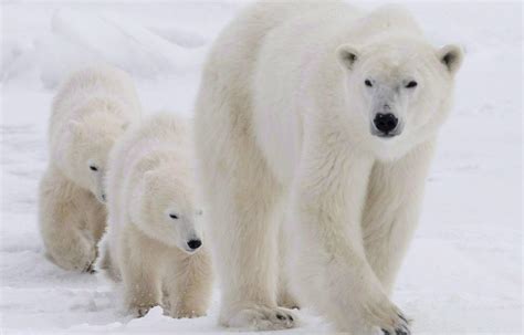 Trop Nombreux Les Ours Polaires Le Devoir