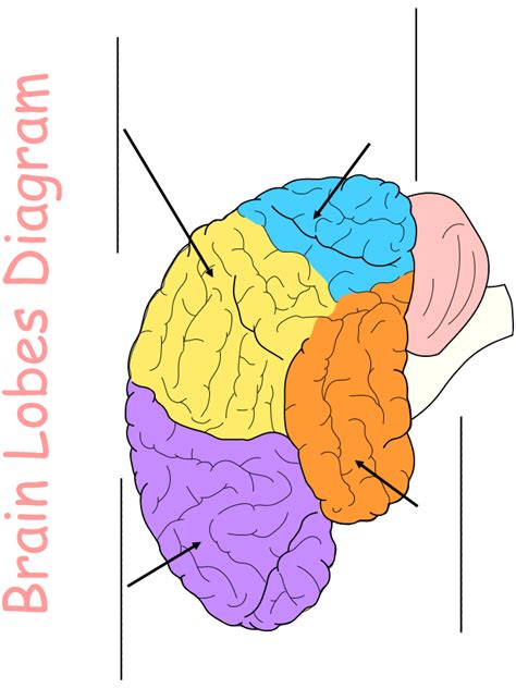 Printable Worksheet: Brain Lobes Diagram