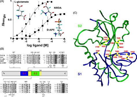 Pharmacology And Characteristics Of The Glutamate Binding Site Of The