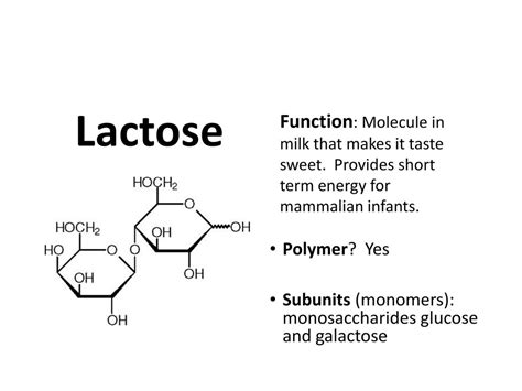 Lactase Molecule