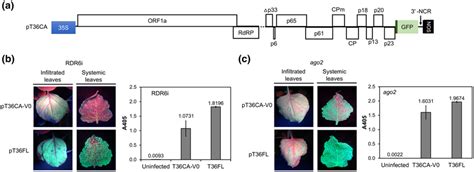 T Ca And Its Infectivity In Rna Silencingdefective Nicotiana