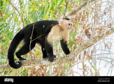 Historia natural de panamá Banque de photographies et dimages à haute