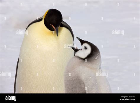 Mother baby emperor penguin hi-res stock photography and images - Alamy