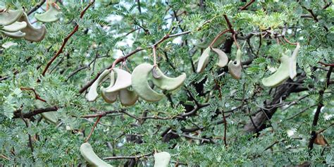 Vachellia Erioloba Tree Sa