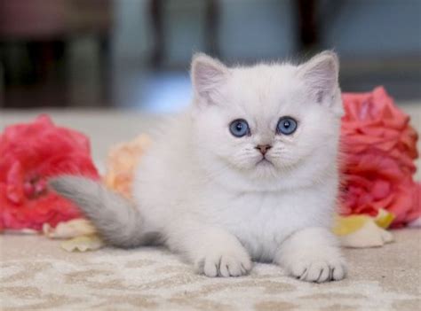 British Shorthair Yavru Kediler Aileye Katılmaya Hazır Petara