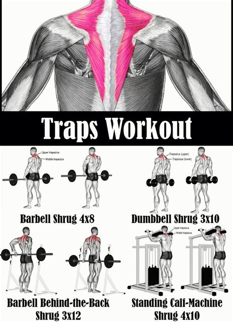 6 Trapezius Muscle Exercises for Building Big Traps [Bonus Workouts ...