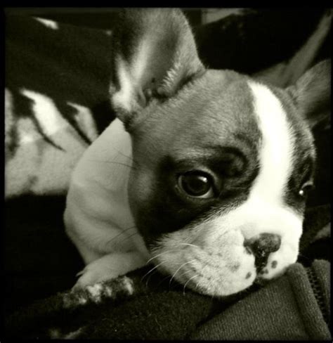 Rocky The 8 Week Old Frenchie By Vicky French Bulldog Puppies