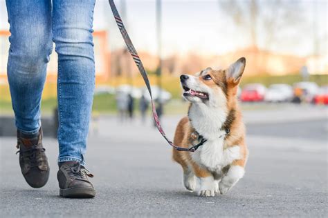 Comment apprendre à un chien à marcher en laisse sans tirer