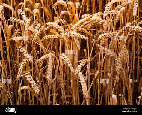 Wheat Triticum Sp Grain Ripened Ready For Harvesting Stock Photo Alamy