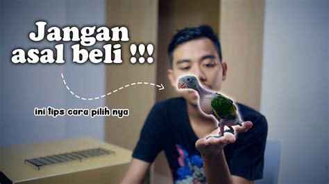 TIPS MEMILIH MEMBELI ANAK BURUNG PARUH BENGKOK BAGI PEMULA YouTube