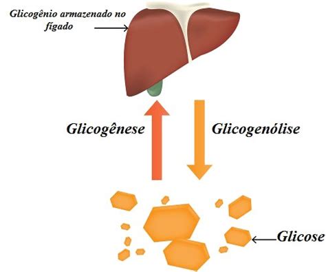 Glicogênio Estrutura Funções Sintese E Metabolismo Resumos Só Escola