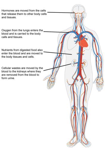 Circulatory System Organs And Functions