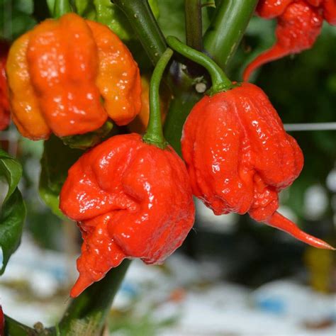 Buy 100 200pcs Carolina Reaper Hot Pepper Seeds Chili Seeds Bonsai Vegetable Seeds Plant Seeds