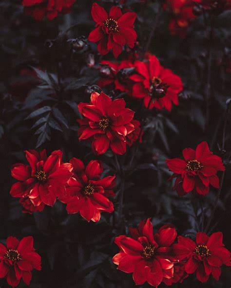 Download Red Flower Aesthetic Wallpaper