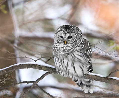 How To Identify A Barred Owl Birds And Blooms