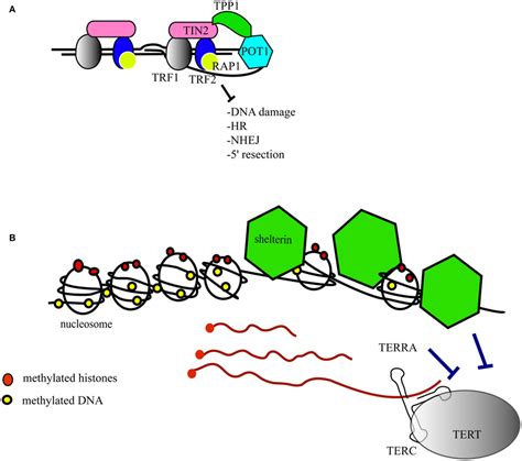 Structure Of The Telomeres A The Telomere Folds Into A Telomeric