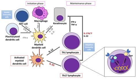 IJMS Free Full Text Current Concepts Of Psoriasis Immunopathogenesis