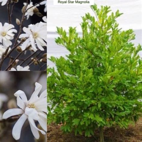 Royal Star Magnolia Magnolia stellata Royal Star Type: Deciduouds Shrub ...