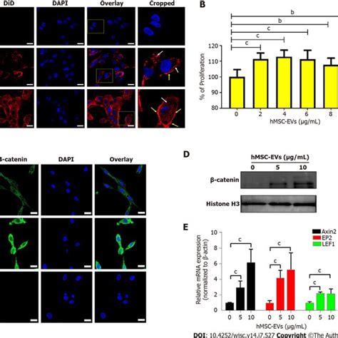 Interaction Of Human Mesenchymal Stem Cell Derived Extracellular