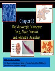 Chapter 12 Ppt Chapter 12 The Microscopic Eukaryotes Fungi Algae