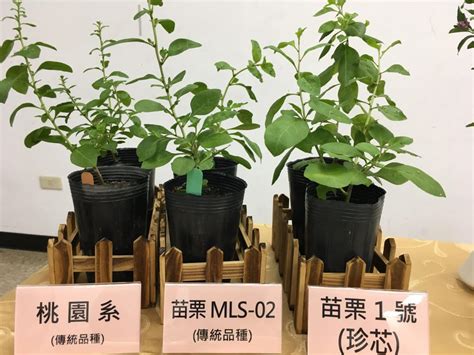 第一個本土育成葉用枸杞 「苗栗1號─珍芯」收穫期長、產量增加近5成 農傳媒