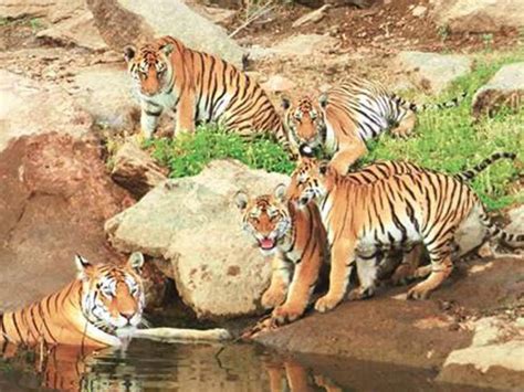 Tiger Population India Global Tiger Day 2020 News Update Prakash Javadekar Report Of India