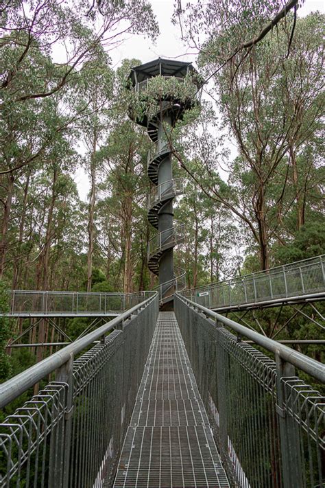 Ferning about-Otway fly treetop walk and driving back to Melbourne-Australia-Cape Otway-Treetop ...