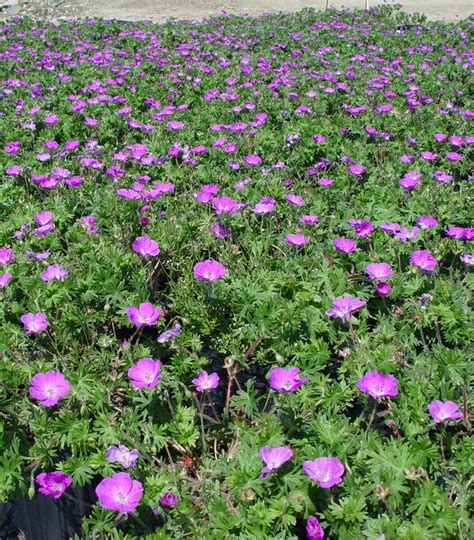 Geranium Sanguineum New Hampshire New Hampshire Cranesbill Geranium