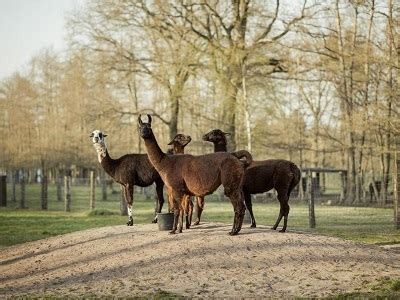 Antibodies from Llamas are a Promising Avenue in Fight Against COVID-19