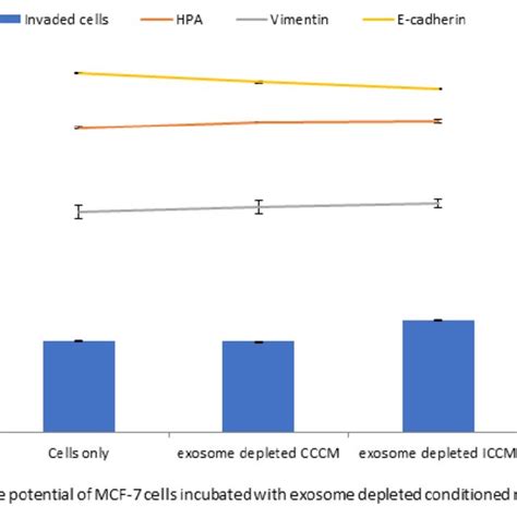 Invasive Potential Of MCF 7 Cells Shown By Matrigel Invasion Assay