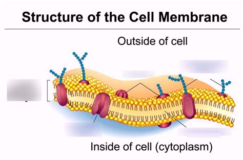 Cell Membrane and Membrane Transport Diagram | Quizlet