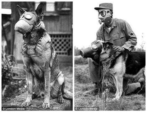 Ww1 Dog Gas Mask