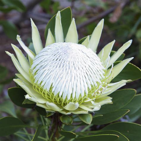 Protea King White Four Seasons Nursery