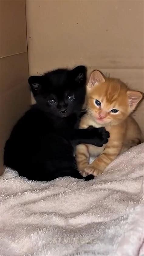 Black 🖤 And Orange 🧡 Cat Couple Video Nel 2024 Adorabili Gattini