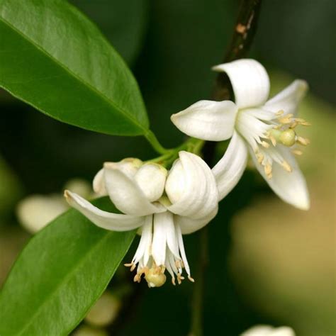 Neroli From Kelley Pure Essential Oils