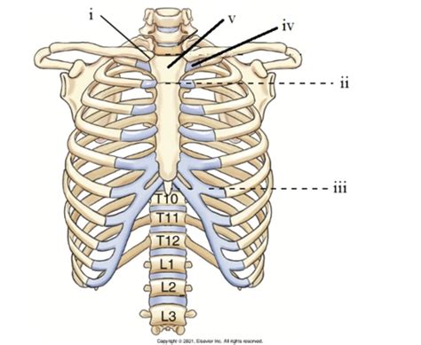 Bony Thorax Test Flashcards Quizlet