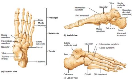 The Tarsus Human Body Anatomy Anatomy Bones Body Anatomy