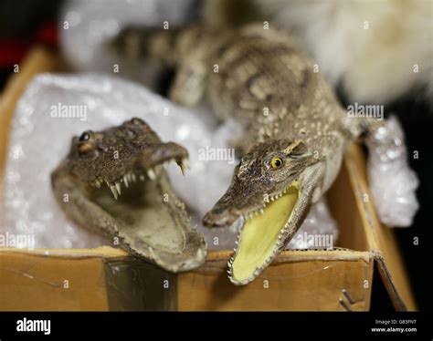 Operation Cobra 3 Stock Photo - Alamy