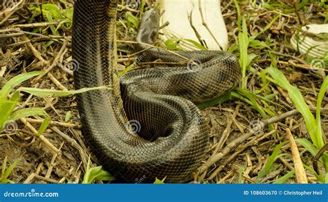 Anaconda Baby In The Amazon Rainforest Bolivia Stock Photo Image Of