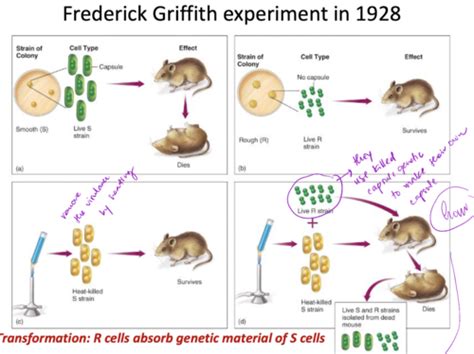 W1 Metabolism Sex Gene Transfer Antibiotic In Action Flashcards Quizlet