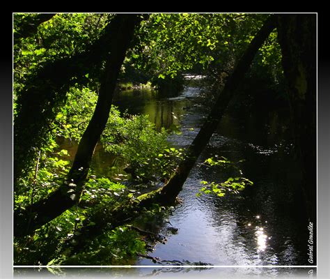 Fotos Gratis Paisaje Rbol Naturaleza Bosque Rama Luz De Sol