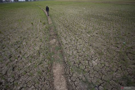 Awas El NIno Bikin Gagal Panen ANTARA News Yogyakarta Berita