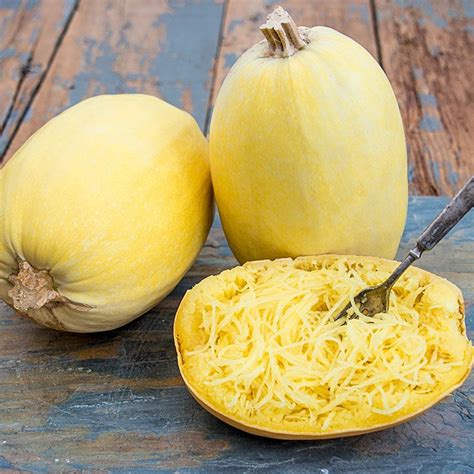 Spaghetti Squash Growing Stages Like All Plants The Spaghetti Squash Plant Goes Through