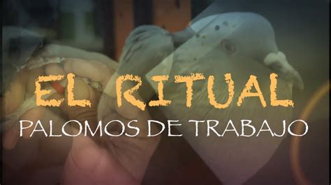 El Ritual Palomos De Trabajo YouTube