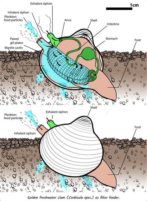 Clams Characteristics Behavior Mating And Unusual 500 Year Old Ones